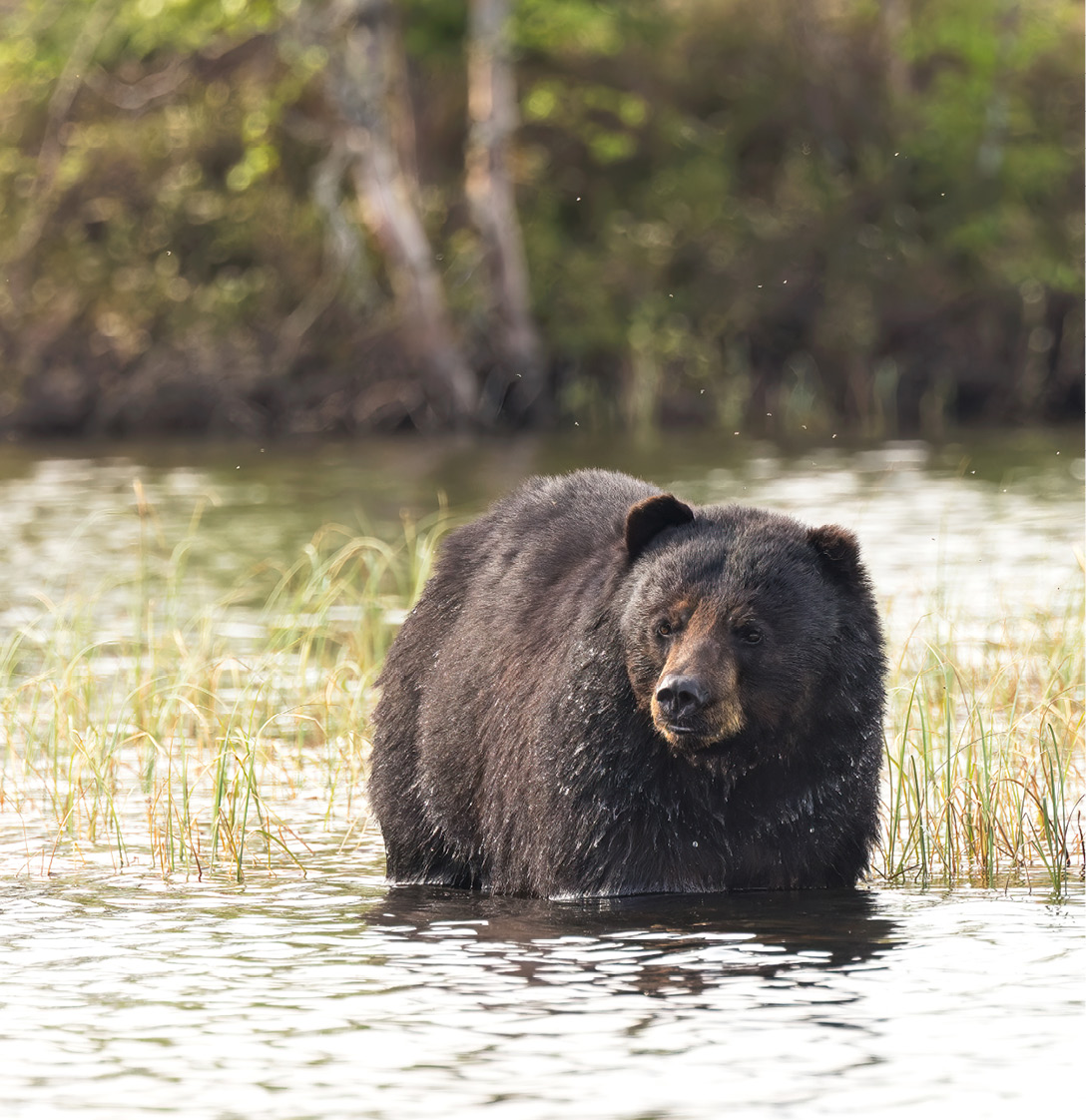 Un ours noir se refroidit dans un lac canadien