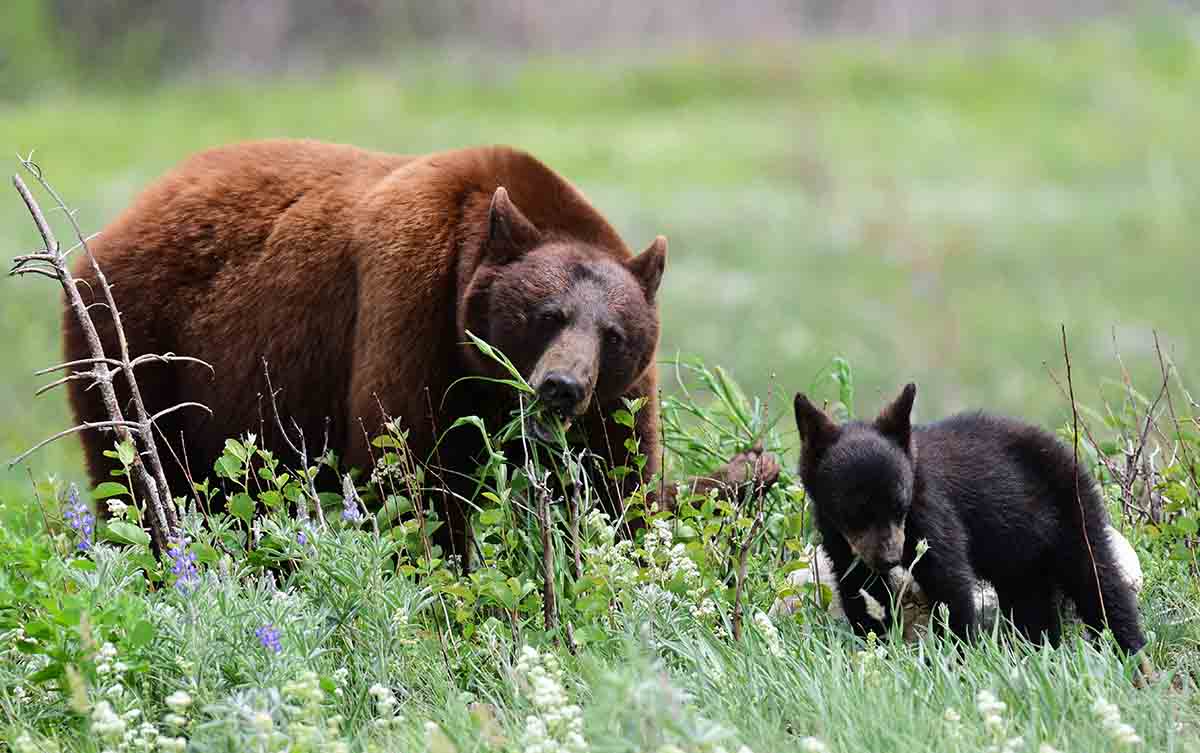 Lours noir et son bébé grignotent dans un pâturage de fleurs sauvages en été