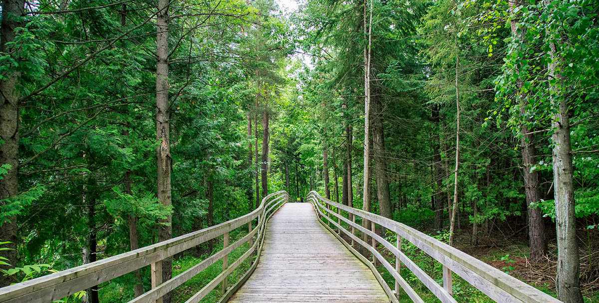 Promenade en bois dans la forêt