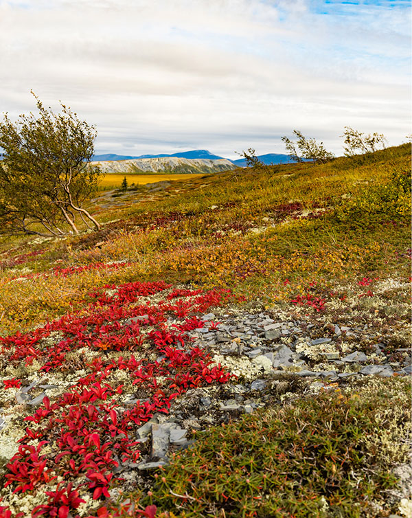 Toundra arctique d’automne aux couleurs vives de l’ours alpin