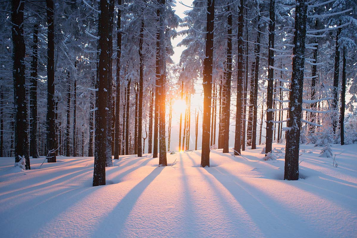 Figure 1- Sun rays piercing through the snow-covered forest.
