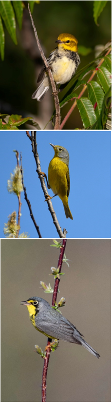 Figure 7 – Photos of the yellow warbler, one of the most common species in North America.
