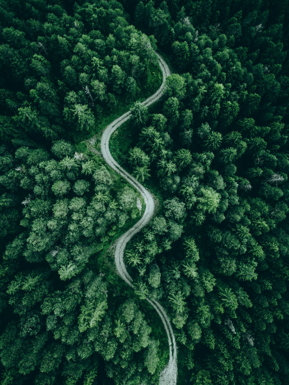 Aerial view of dirt road winding through forest 9.